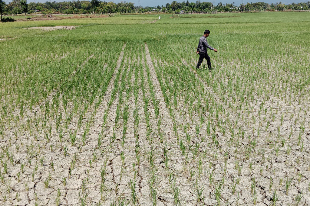 Abdullah, tokoh petani di Kecamatan Delima, kepada Media Indonesia, Minggu, 14 Januari 2024 mengatakan, kalau dia pekan kedepan tidak juga turun hujan dikhawatirkan sawah-sawah di kawasan setempat akan mengering lebih parah. Karena banyak lahan yang sebelumnya digenangin stok air, sekarang hanya tinggal kelembaban tanah saja.