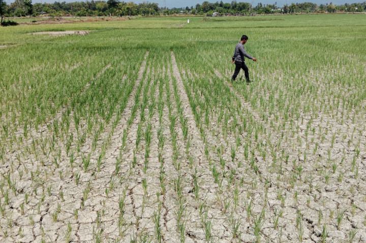 Abdullah, tokoh petani di Kecamatan Delima, kepada Media Indonesia, Minggu, 14 Januari 2024 mengatakan, kalau dia pekan kedepan tidak juga turun hujan dikhawatirkan sawah-sawah di kawasan setempat akan mengering lebih parah. Karena banyak lahan yang sebelumnya digenangin stok air, sekarang hanya tinggal kelembaban tanah saja.
