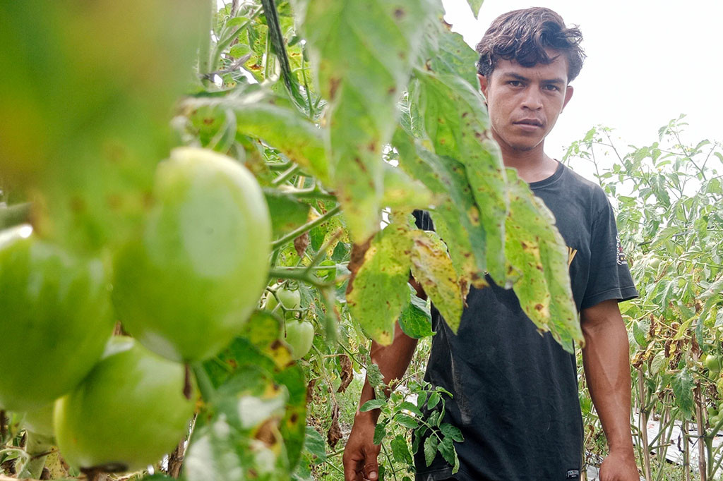 Itu sebabnya para petani tomat semakin rajin merawat tanaman milik mereka. Lalu pemupukan dan penyemprotan juga semakin sering dilakukan.