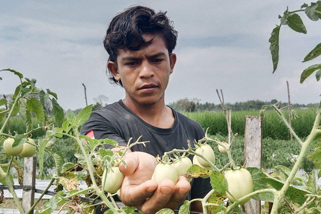 Catatan Media Indonesia harga tomat di tingkat pedagang eceran Kota Sigli, Ibukota Kabupaten Pidie, Provinsi Aceh sejak tiga pekan terakhir naik dari Sebelumnya Rp8.000 menjadi Rp14.000 hingga Rp15.000 per kg. Adapun harga tingkat petani ke pedagang dari sebelumnya Rp6.000 per kg, kini naik menjadi Rp12.000 per kg.