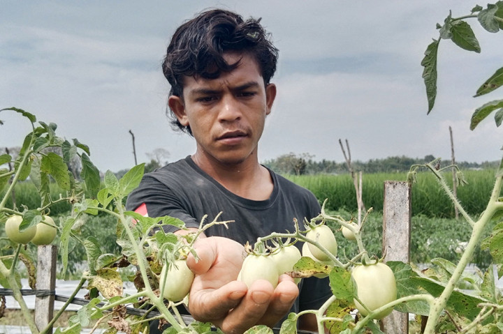 Catatan Media Indonesia harga tomat di tingkat pedagang eceran Kota Sigli, Ibukota Kabupaten Pidie, Provinsi Aceh sejak tiga pekan terakhir naik dari Sebelumnya Rp8.000 menjadi Rp14.000 hingga Rp15.000 per kg. Adapun harga tingkat petani ke pedagang dari sebelumnya Rp6.000 per kg, kini naik menjadi Rp12.000 per kg.