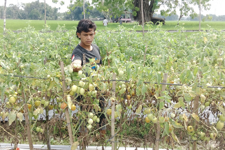 Tujuannya yaitu agar hasil produksi panen buah penyedap rasa itu semakin tinggi. Kemudian masa produksi buah bertambah atau semakin lama dari biasanya.