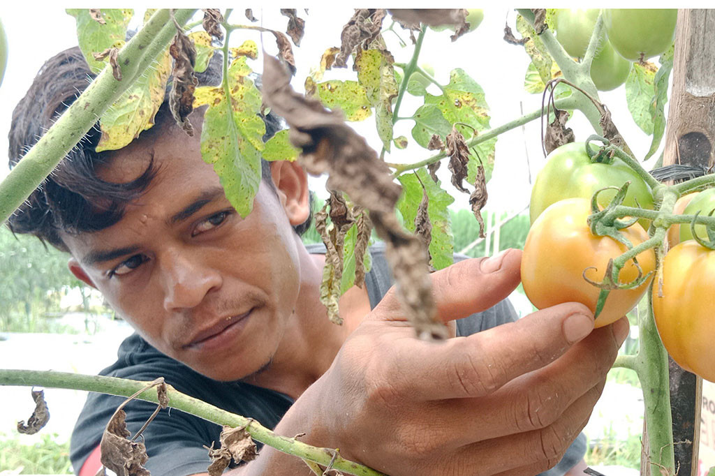Petani tomat di kawasan Kabupaten Pidie, Provinsi Aceh, sejak tiga pekan terakhir tersenyum lebar. Kegembiraan itu karena harga buah kaya nutrisi yang memiliki 95 persen kandungan air tersebut kini cukup menjanjikan.