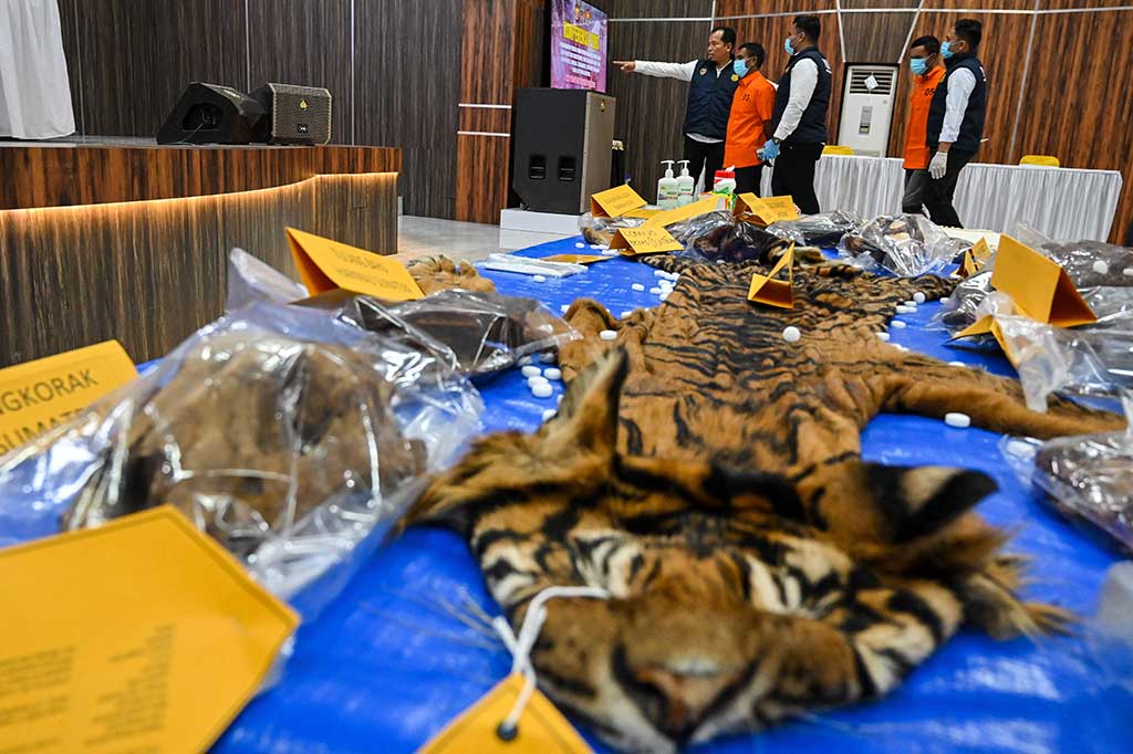 Kapolda Aceh Irjen Achmad Kartiko di Banda Aceh, Senin, 22 Januarin 2024, mengatakan petugas menangkap dua terduga pelaku dalam mengungkap perdagangan kulit harimau tersebut. 