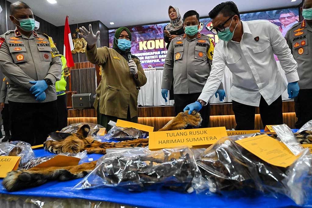 Saat ini, kata Achmad Kartiko, penyidik masih mendalami keterlibatan keduanya serta berupaya mengungkap jaringan terduga pelaku, termasuk orang yang memburu dan menangkap satwa dilindungi tersebut.