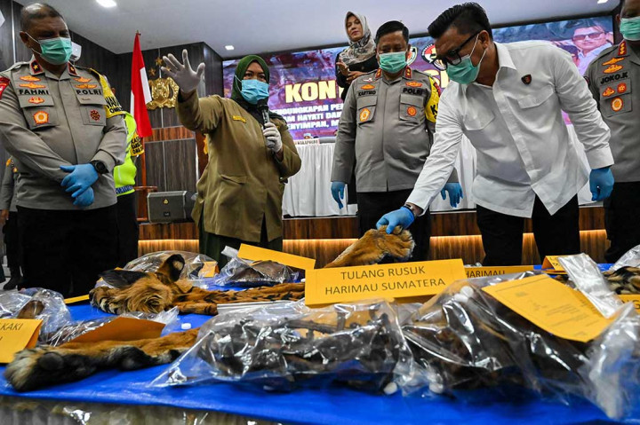 Saat ini, kata Achmad Kartiko, penyidik masih mendalami keterlibatan keduanya serta berupaya mengungkap jaringan terduga pelaku, termasuk orang yang memburu dan menangkap satwa dilindungi tersebut.