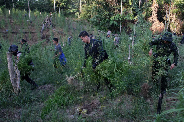 Badan Narkotika Nasional (BNN) Republik Indonesia memusnahkan dengan cara membakar sekitar 22 ribu batang tanaman ganja atau seberat 11 ton ganja basah yang ditanam di lahan seluas dua hektare di Desa Teupin Reusep, Kecamatan Sawang, Kabupaten Aceh Utara.