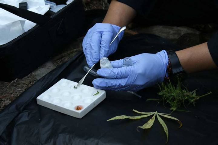 Ia menjelaskan, sekitar 22 ribu batang ganja tersebut tersebar di tiga titik lokasi, dengan tinggi batang ganja yang bervariasi mulai 50 hingga 150 centimeter.