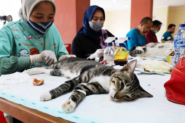 Sebanyak 125 ekor kucing lokal milik warga disterilisasi secara gratis yang diselenggarakan oleh Suku Dinas Ketahanan Pangan, Kelautan dan Pertanian (KPKP) yang bekerja sama dengan berbagai pihak di Balai Benih Ikan (BBI) Ciganjur, Jln Moh Kahfi, Jagakrasa, Jakarta Selatan, Rabu, 24 Januari 2024.