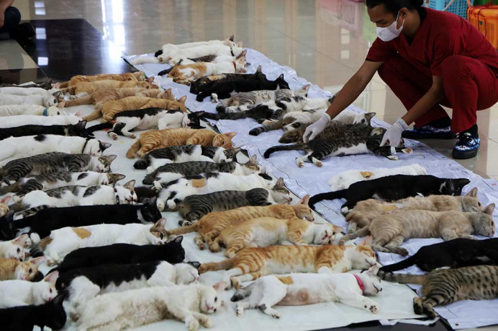 Sterilisasi kucing dilakukan untuk mengendalikan populasi dan mempertahankan predikat DKI Jakarta sebagai daerah bebas rabies. 