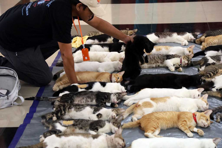 Saat ini jumlah kucing yang telah disterilisasi di Jakarta Selatan mencapai 1.104 ekor, terdiri dari 793 jantan dan 311 betina. Pencapaian ini sudah di atas target dari rencana 1.000 ekor kucing di 10 kecamatan. 