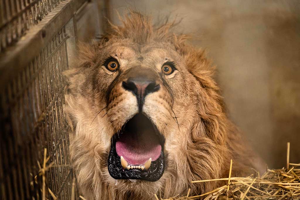 Tiga singa yang dipelihara di Ukraina tiba di taman satwa liar di Prancis, Jumat, 26 Januari 2024, diselamatkan dari negara yang dilanda perang tersebut.