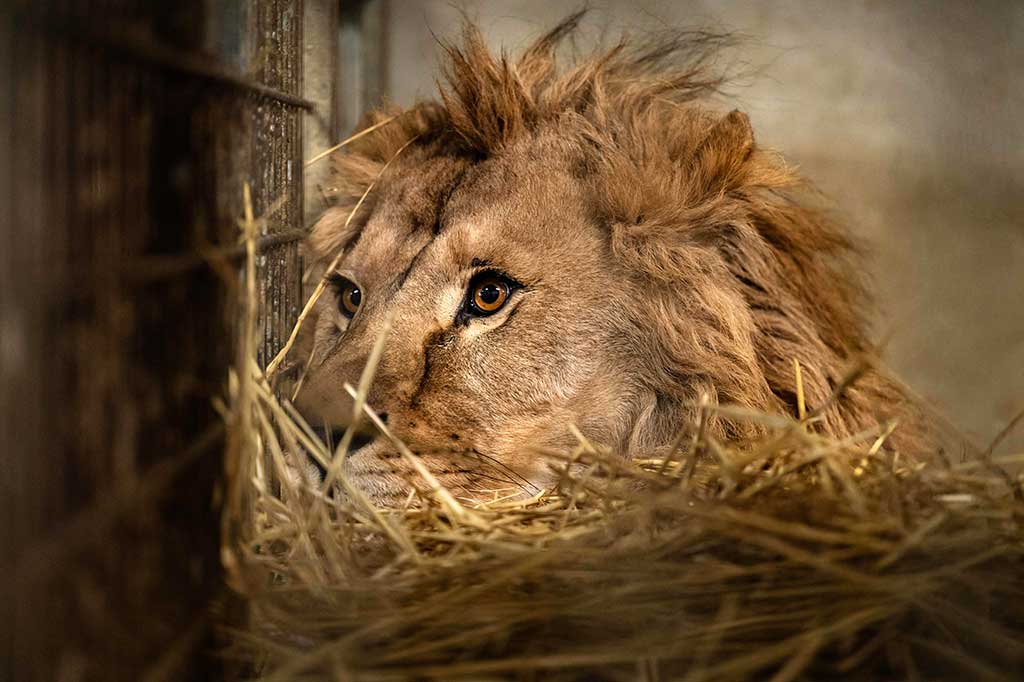 Penyelamatan ketiganya adalah upaya terbaru organisasi perlindungan hewan untuk menyelamatkan kucing besar yang menderita akibat pergolakan perang Rusia melawan Ukraina dan eksploitasi manusia.