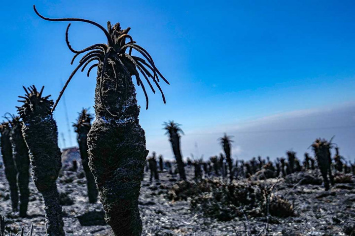 Kolombia telah memadamkan beberapa kebakaran di dekat ibu kota sejak Senin, termasuk beberapa kebakaran di pegunungan yang menghadap ke Bogota, dan pihak berwenang telah menyarankan warga yang tinggal di dekat kawasan yang terbakar untuk menghindari keluar rumah karena kualitas udara yang buruk.