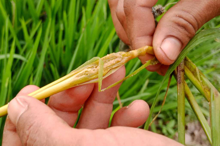Hama ulat berwarna hijau itu menyerang bagian dalam batang bawah tanaman padi sedang pertumbuhan yaitu berumur berkisar 60-70 hari. Akibatnya batang padi yang terkena serangan itu berubah menjadi layu dan langsung menguning.