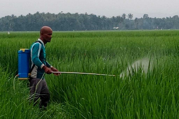 Lokasi yang mulai terkena serangan itu antara lain tersebar di Kecamatan Indrajaya. Yaitu meliputi Desa Pulo Gampong U, Desa Yub Mee, Dayah dan Dayah Karakoe. Lalu Desa Pante Lhok Kamu, Pante Gatot, Blang Garot, Dayah Muara, Raya Garot dan Desa Garot Cut.