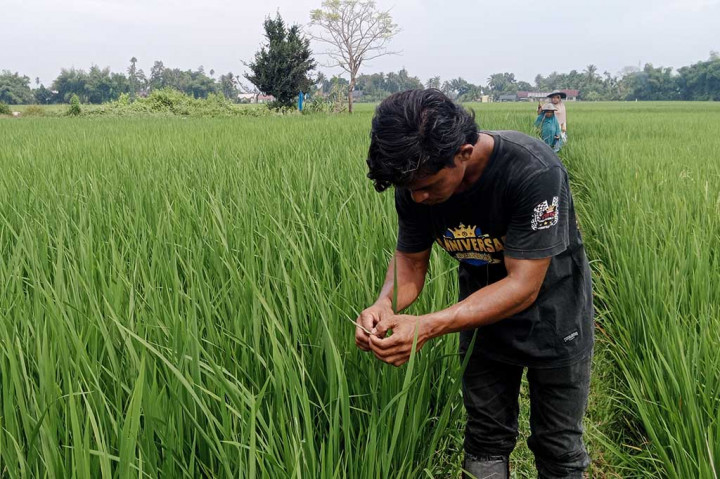 Hama ulat penggerek batang sudah tiga pekan terakhir mulai menyerang tanaman padi musim rendengan (musim tanam pertama) di sebagian kawasan Kabupaten Pidie, Provinsi Aceh. Petani khawatir bila serangan terus meluas dan berlanjut hingga memasuki masa bergulir.