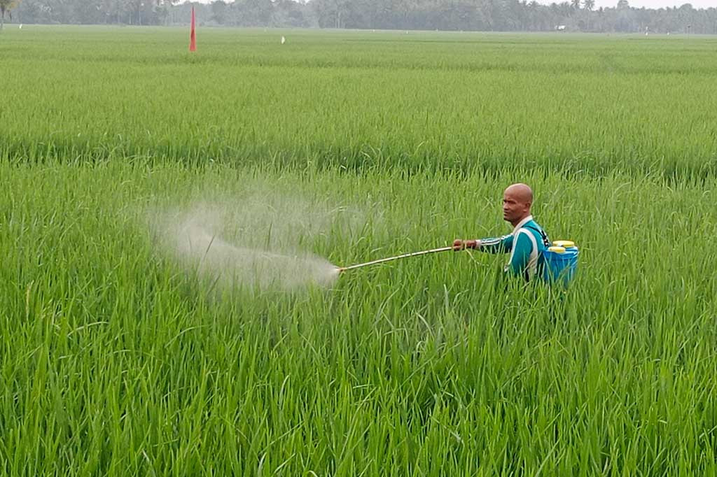 Amatan Media Indonesia, Minggu, 28 Januari 2024, kawasan yang diserang ulat berwarna hijau itu adalah lahan sawah satu hamparan yang mengelilingi dan terkelilingi perkampungan warga. Luas hamparan lahan sawah aktif dan produktif itu ada sekitar 500 hektare (ha).
