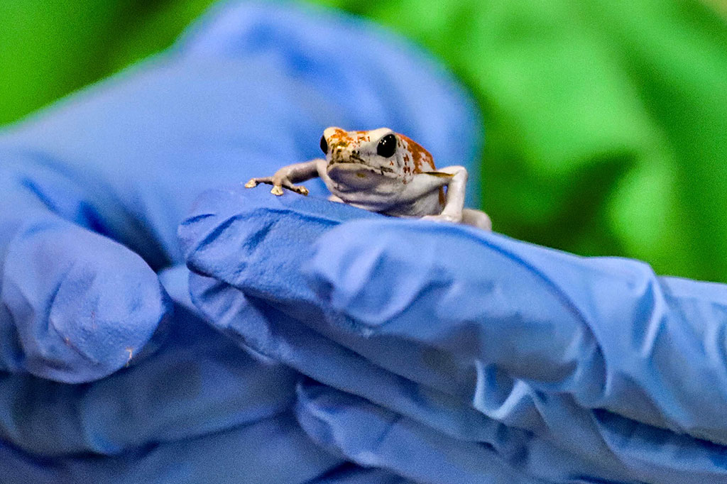 Gambar selebaran yang dirilis oleh Menteri Lingkungan Hidup Bogota menunjukkan seorang anggota polisi nasional menunjukkan salah satu katak yang disita di bandara internasional El Dorado di Bogota, Senin, 28 Januari 2024. 