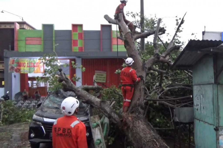 Saksi mata mengatakan, pohon berusia belasan tahun itu tumbang setelah terhempas angin kencang. Angin datang saat hujan deras melanda dan berkisar sampai 2 menit.