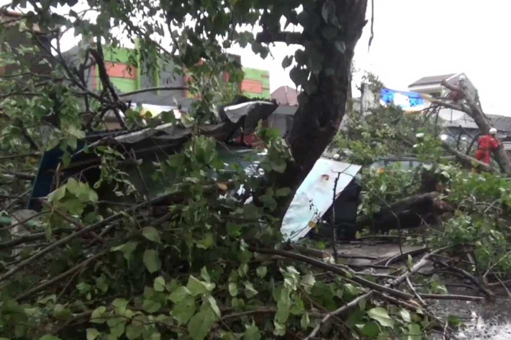 Minibus yang rusak tertimpa pohon besar ini berada di Desa Perak, Kecamatan Perak, Kabupaten Jombang. Pohon besar ini tumbang usai tak kuat terhempas kencangnya angin saat hujan deras melanda.