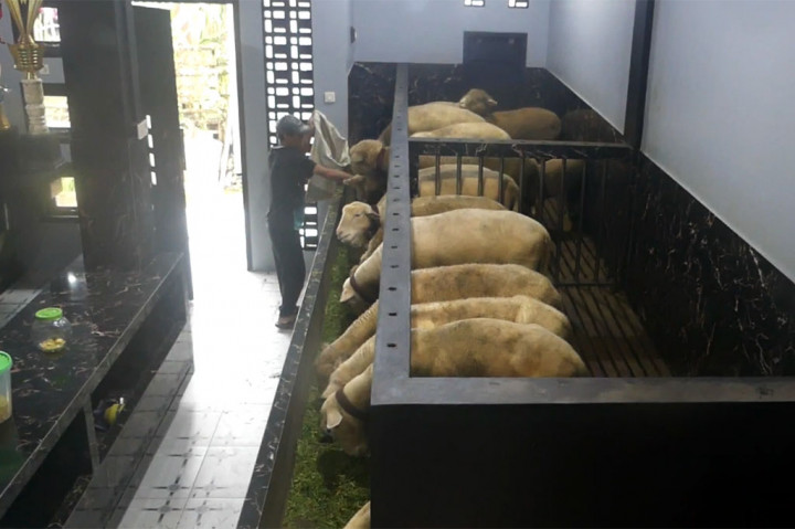 Kandang domba atau kambing biasanya terkesan kumuh dan bau. Namun tidak dengan kandang domba yang ada di Banjarnegara, Jawa Tengah ini. Kandang ini berada di sebuah rumah mewah seharga Rp500 juta atau setengah miliar. Penasaran seperti apa mewahnya?