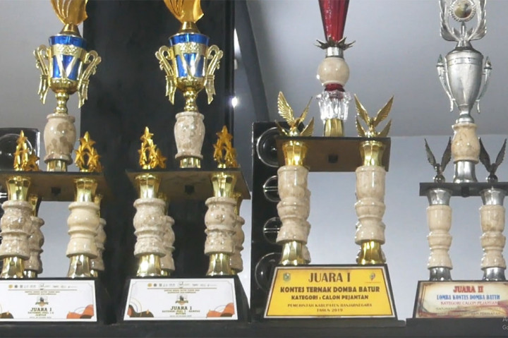 Dengan menempati luas tanah 8 x 20 meter, kandang ini dihuni sebanyak 50 domba unggulan kontas berjenis domba batur dengan harga berkisar antara Rp10-50 juta per ekor. Deretan piala hasil kejuaraan kontes domba milik Defit pun tertata rapi di kandang mewah ini.