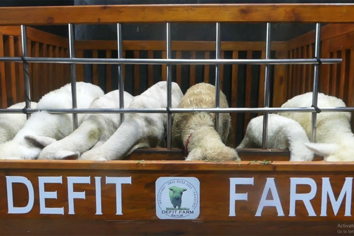 Tak tanggung-tanggung, lantai kandang ini dari keramik, sementara dinding granit, dan sketsel kandang terbuat dari besi stainless. Untuk membuat kandang ini, Defit menghabiskan biaya hingga Rp500 juta.