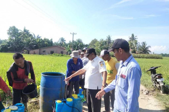 Untuk melindungi tanaman dari hama sekaligus untuk meningkatkan produktivitas pertanian di Kabupaten Serdang Bedagai (Sergai), Petugas Penyuluh Lapangan (PPL) Dinas Pertanian Sergai memberikan penyuluhan tentang pengamatan dan pengendalian hama, khususnya gerakan pengendalian hama wereng batang coklat, dengan menggunakan insektisida Applaud kepada kelompok tani (Poktan) Harapan Maju, Desa Pulau Tagor Kecamatan Serbajadi Kabupaten Sergai.