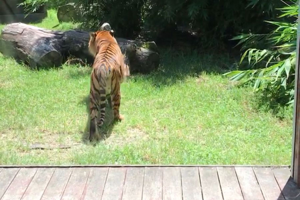 Tempat ini juga menarik perhatian karena melakukan konservasi terhadap harimau Sumatera yang menjadi koleksinya.