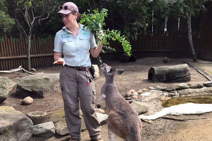 Namun, binatang-binatang Australia juga sangat menarik untuk dilihat, seperti kanguru, koala, hingga dingo.