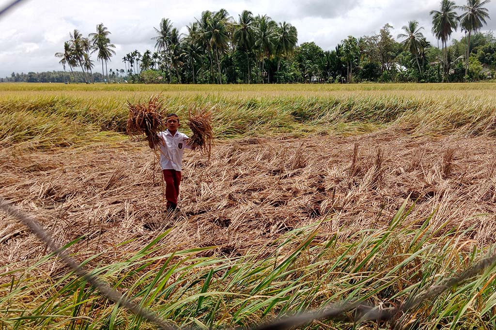 Parahnya serangan hama berjalan miring dan bersayap terbang tersebut kini semakin meluas. Yaitu sudah menyebar ke Kecamatan Peukan Baro, Simpang Tiga, Indrajaya dan Kecamatan Delima.