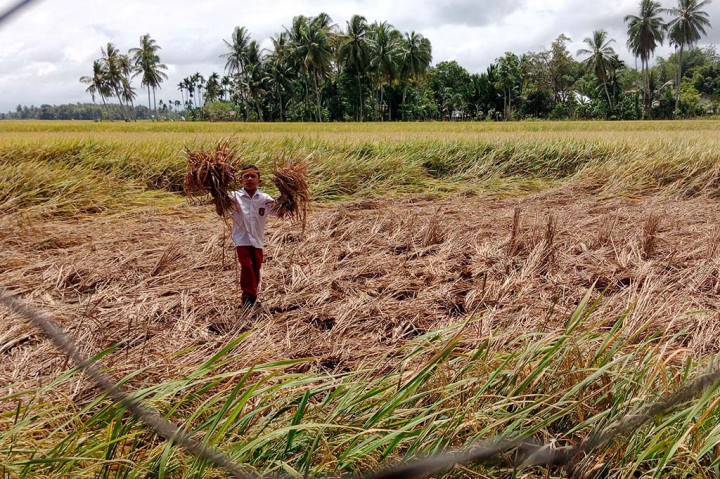 Parahnya serangan hama berjalan miring dan bersayap terbang tersebut kini semakin meluas. Yaitu sudah menyebar ke Kecamatan Peukan Baro, Simpang Tiga, Indrajaya dan Kecamatan Delima.