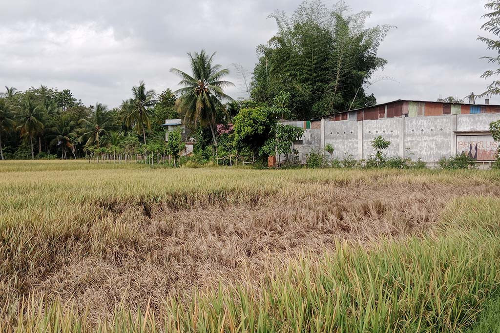 Sesuai pemantauan Medi Indonesia, serangan hama berukuran kecil berwarna cokelat itu sudah berlangsung sekitar sebulan terakhir. Awalnya menyerang lahan sawah di Kecamatan Geulumpang Baro, Geulumpang Tiga, Mutiara Timur dan Kecamatan Tiro Teuruseb.