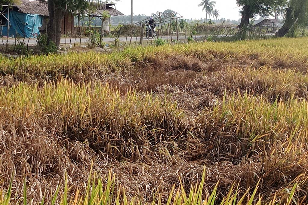 Apalagi hama berbahaya itu menyerang tanaman padi berusia 70 hari dan hingga 100 hari. Lalu paling rawan terkena serangan adalah mulai lahan sedang bergulir hingga menjelang masa panen.