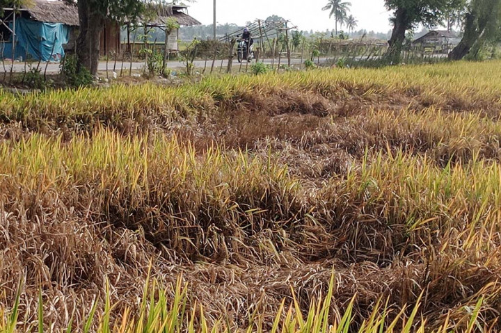 Apalagi hama berbahaya itu menyerang tanaman padi berusia 70 hari dan hingga 100 hari. Lalu paling rawan terkena serangan adalah mulai lahan sedang bergulir hingga menjelang masa panen.