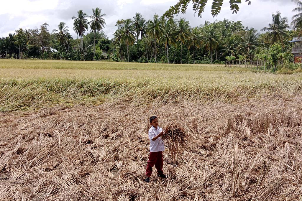Petani padi sawah di kawasan Kabupaten Pidie Provinsi Aceh, kini semakin resah. Pasalnya serangan hawa wereng cokelat ke lahan sawah musim tanam rendengan (musim tanam pertama) milk mereka kini semakin parah.