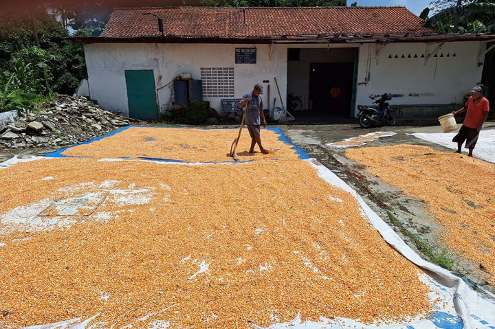 Setelah sempat mengalami kenaikan terus menerus pada 2023 hingga mencapai Rp 9.000 per kilogram (kg), diawal 2024 harga jagung pakan ayam di daerah Banyumas, Jawa Tengah berangsur turun. Pada Rabu, 21 Februari 2024 harga jagung pakan ayam di daerah ini dipasarkan dengan harga rata-rata Rp8.000 per kg secara grosir.