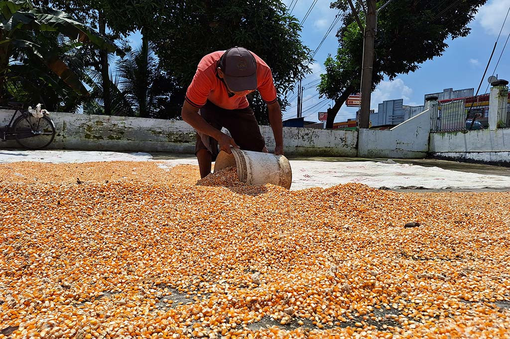 Kendati demikian, menurut Anto, 50, salah seorang pengelola penggilingan jagung di daerah Tambak Sogra, Kabupaten Banyumas, kualitas jagung cenderung menurun lantaran pengaruh cuaca dan musim penghujan.