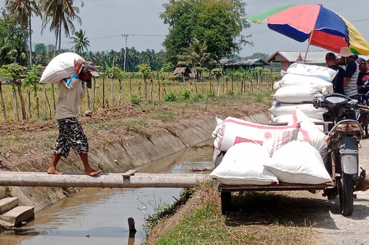 Sebagian petani sawah di kawasan Kabupaten Pidie, Provinsi Aceh, kali ini melakukan panen padi lebih awal. Keputusan itu harus mereka lakukan karena gangguan hama wereng cokelat terus menyerang lahan sawah di kawasan setempat.
