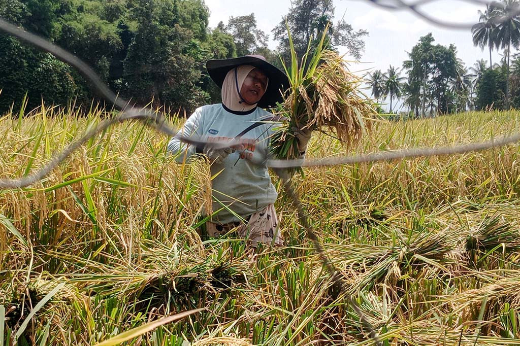 Sejak tiga hari terakhir, di Kecamatan Delima dan Kecamatan Peukan Baro misalnya, sebagian petani berebut memanen lebih awal walau tanaman padi mereka belum sempurna menguning. Itu harus dilakukan karena di sekitar lahan sawah mereka sudah tergerogoti hama wereng cokelat.
