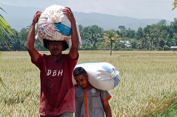 Harapannya tanaman padi yang belum terkena serangan itu tidak sampai gagal panen. Apalagi dalam sebulan terakhir populasi hama kecil berjalan miring itu sudah menyebar ke sekitar 9 Kecamatan di kabupaten pesisir selat Malaka itu.