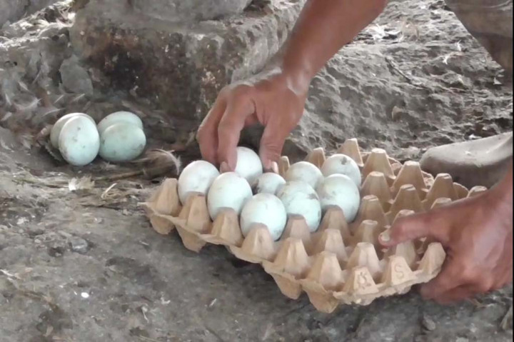 Anjloknya produksi telur bebek itu terjadi di Kampung Bebek di Desa Kebonsari Kecamatan Candi Kabupaten Sidoarjo Jawa Timur. Selama musim hujan, produksi telur bebek di sana anjlok lebih dari 50 persen.