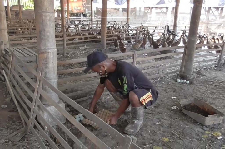 Pada musim hujan seperti ini produksi telur bebek di Kabupaten Sidoarjo, Jawa Timur turun drastis lebih 50 persen. Di sisi lain peternak bebek harus mengeluarkan biaya ekstra untuk pakan bebek yang kaya protein agar tidak terserang penyakit.