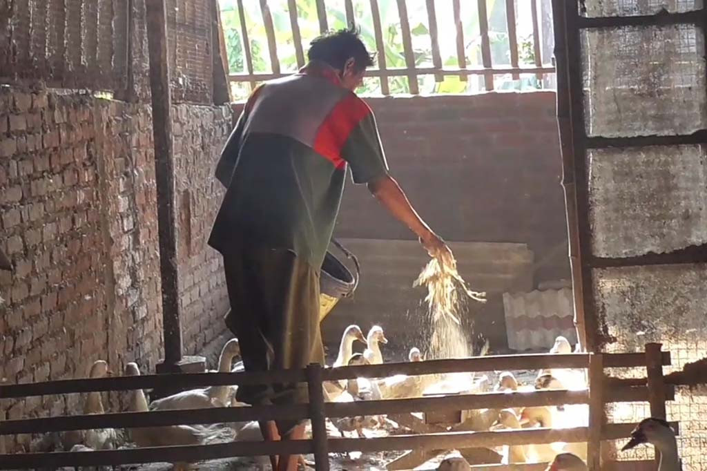 Sulaiman, 64, salah satu peternak bebek mengatakan, kelembaban suhu udara akibat curah hujan tinggi, menjadi penyebab bebek sulit bertelur. Bahkan di beberapa kasus, suhu udara lembab bisa mengakibatkan kematian serentak, ternak bebek dalam satu koloni.