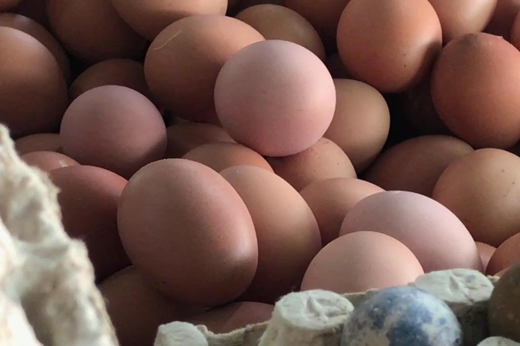 Dari pantauan harga di Pasar Tradisional Larangan Kabupaten Sidoarjo, harga komoditas yang masih mahal adalah telur ayam ras. Harganya Rp30 ribu per kilogram sejak beberapa hari terakhir belum turun. Sementara harga telur ayam kampung Rp66 ribu per kilogram.