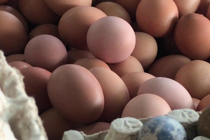 Dari pantauan harga di Pasar Tradisional Larangan Kabupaten Sidoarjo, harga komoditas yang masih mahal adalah telur ayam ras. Harganya Rp30 ribu per kilogram sejak beberapa hari terakhir belum turun. Sementara harga telur ayam kampung Rp66 ribu per kilogram.