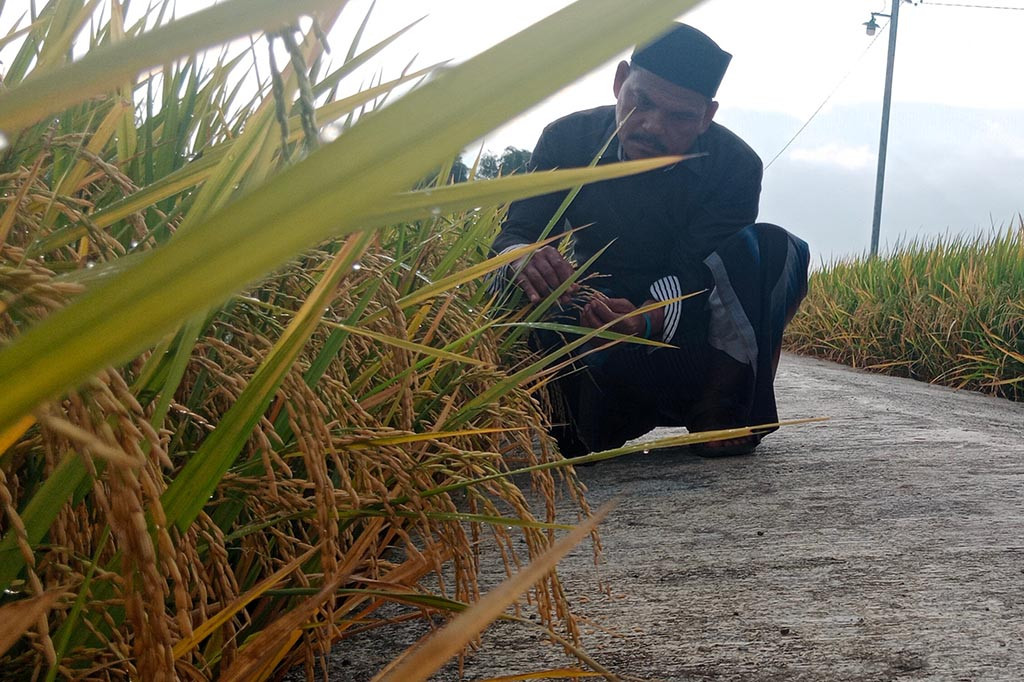 Padahal sesuai penelusuran Media Indonesia, sejak dua pekan lalu hingga Minggu, 25 Februari 2024, cepatnya meluas serangan hama wereng cokelat dan tinggi populasi hama penghisap cairan batang padi itu diduga terpicu karena banyak pemakaian benih galur oleh petani setempat.