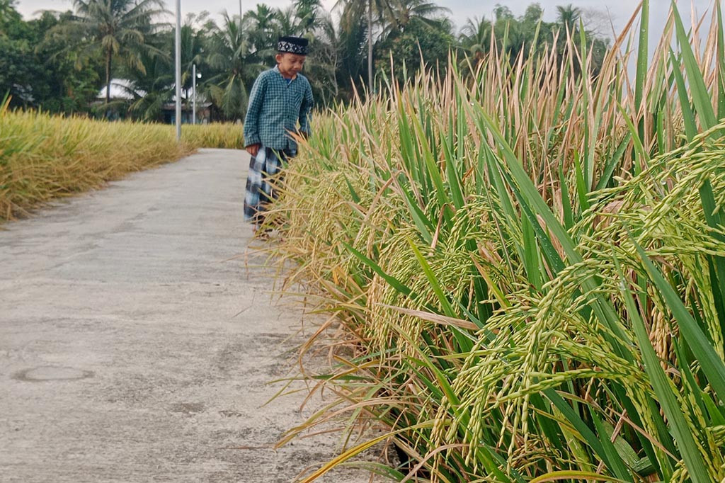 Gangguan hama wereng cokelat terhadap tanaman padi musim rendengan (musim tanam pertama) di kawasan Kabupaten Pidie, Provinsi Aceh, telah menjadi momok menakutkan bagi petani setempat. Apalagi dari 22 kecamatan yang memiliki lahan sawah produktif, sebanyak 19 diantaranya telah menyebar serangan hama berbahaya itu.
