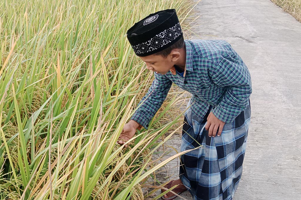 Anehnya, peredaran benih galur (benih ilegal tidak ada izin sebar) di kawasan Kabupaten Pidie dan sekitarnya sangat bebas. Lalu cukup akrab dengan petani dan mudah didapati dipasaran, toko-toko penjualan benih, pada agen penyalur atau dimana saja.